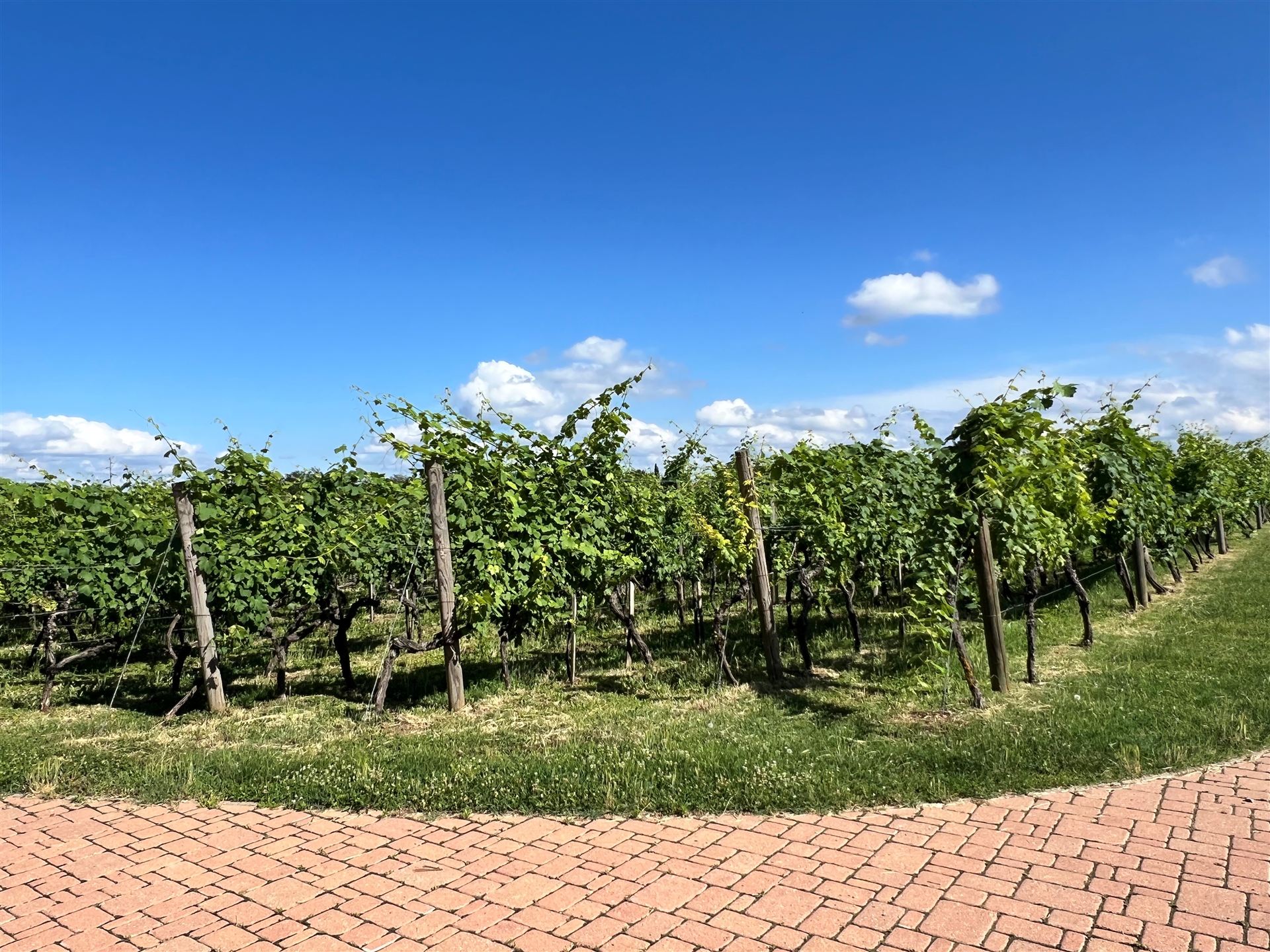 Brzica vineyards at Busija above the Danube